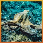 Animal aspects: The incredible mind of the octopus