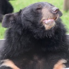 #MoonBearMonday: Rescued bears know exactly how to deal with a heat wave – sleep and swim!