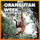 One life: Orangutans