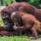 #InternationalOrangutanDay: When taken away from their incredible single mothers, orangutan young become problem children