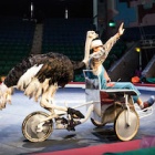 Under pressure circuses say they will end wild animal performance – but ban is still vital for Vietnam