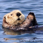 Cute, furry, clever and recovering from near extinction – the surprising lives of otters