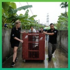 Animals Asia rescues bear who’d spent 17 years on a bile farm