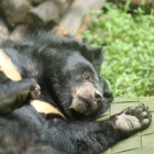 #Moonbearmonday: Panja's enduring strength