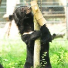 From bile farm to absolute babe – the story of Peter Bear