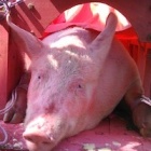 Pig slaughter festival goes ahead in Vietnam amid increased outcry