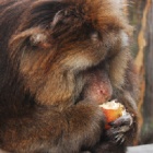 PICS: Animals Asia cares for nearly 400 bears - and two pomegranate-loving macaques