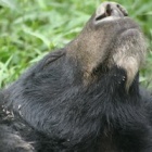 Rescue moon bear uses freedom for perfect nap