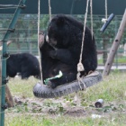 #MoonBearMonday – Post-Christmas edition
