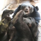 From a nameless victim to a treasured friend, moon bear Precious is living up to her name