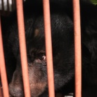 Gorgeous rescued bear is safe and now has her first real name: Precious