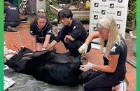 Animals Asia rescues bear with a name