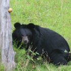 From bile farm to paradise – another Halong Bay bear goes outside