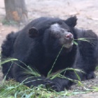 Bear who tried to rub himself away on bile farm dies peacefully in sanctuary