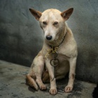 120 dogs saved as Chinese police bust dog meat gang and accept help to care for the canines
