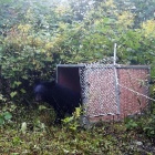 VIDEO: See rescued moon bear Rainbow returned to wild in China