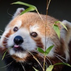 Red Pandas: The amazing animal absolutely dependent on a small, fragile ecosystem at risk from human development