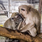 Rescued dancing monkeys released to island paradise