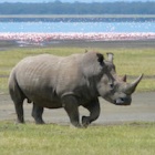 Mud baths and feathered friends: Rhinos love their solitary lives but for how much longer?