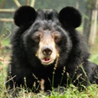 Moon bear Monday: Learning about Lexa