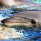 Petition launched as 199 NGOs join Animals Asia to oppose Vietnam dolphin plan