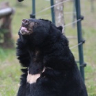 Rescued alongside Simon who died – now moon bear Sam is living for two