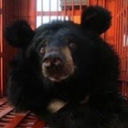 Moon bears safe on dry land after remote island rescue