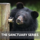 Moon bear friends adapt to change as the neighbours move in