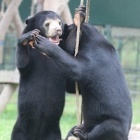 Friendship is best medicine for rescued sun bears