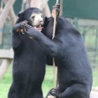 Sun bears bond after trafficking trauma