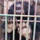 Sign up NOW to save the Halong Bay bears