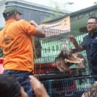 Protected species rescued as Indonesian hotel is struck by second wildlife raid