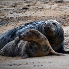 Exploration, socialisation and the meaning of time are all part of the life of seals