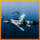 One Life: World Wildlife Conservation Day 2022 | Shark Conservation