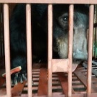 First of 38 Quang Ninh bears arrive at our sanctuary