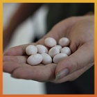 Skink eggs rescued at Animals Asia’s Vietnam Sanctuary