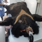#MoonBearMountainRescue: Traumatised bear rescued last week still doesn’t realise she’s safe now