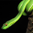 #WorldSnakeDay: Cold-blooded killers, yes – but new research reveals a maternal side