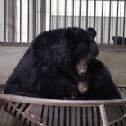 #Moonbearmonday: bears snuggle to beat winter chill