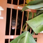 Endangered moon bear rescued just as news arrives of four more bears in peril