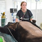 Hugely complicated surgery saves bear’s life after decades of bile extraction