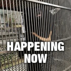 TIMELINE: #AbandonedBearRescue - Happening Now!