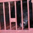 Rescue of sole survivor signals end for horror bear farm