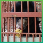 BREAKING: Animals Asia’s Spice of Life rescue brings four bears from circus to sanctuary