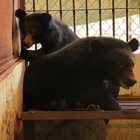 Two endangered moon bear cubs safe in sanctuary after rescue from Vietnamese circus