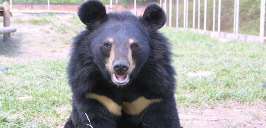 Sponsor a bear