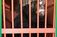 Tre orsi della luna salvati da noto hotspot delle fattorie della bile in Vietnam