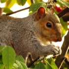 Memory, treasure and deceit: the complicated lives of squirrels