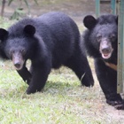 Caught on camera: the joyous moment two bear cubs step on grass for first time after rescue from circus cruelty