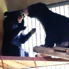 How fun and games are helping two rescued bear cubs overcome circus trauma